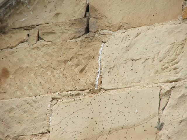 Allstate Animal Control, inspection of bat entrance and staining